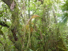 Terpsiphone bourbonnensis