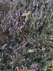 Ericeae