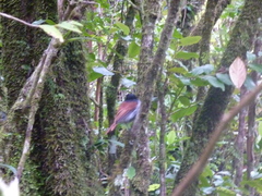 Terpsiphone bourbonnensis