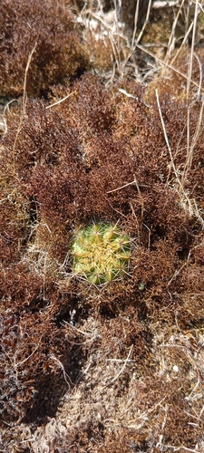 Parodia langsdorfii