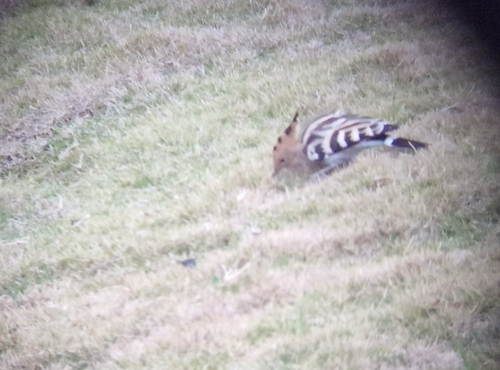 Common Hoopoe
