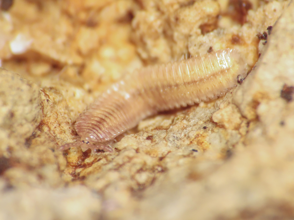Hirudisoma pallidum