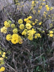 Vachellia schaffneri bravoensis