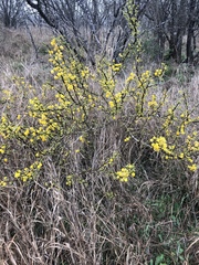 Vachellia schaffneri bravoensis