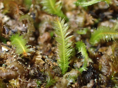 Rhizogonium pennatum observed 2026-02-20