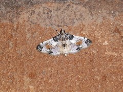 Analyta beaulaincourti