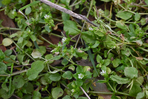 Stellaria media observed 2026-02-17
