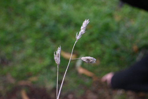 Dactylis glomerata observed 2026-02-17
