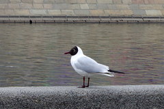 Chroicocephalus ridibundus