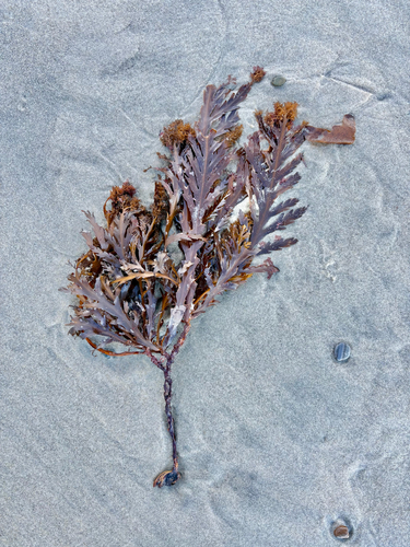 Cystoseira setchellii observed 2026-02-23