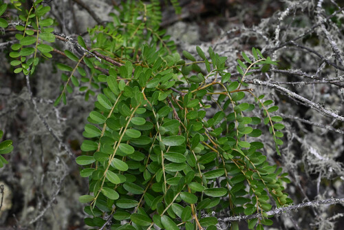 Mamani (Sophora chrysophylla)