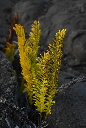 Polypodium pellucidum, photograph 6