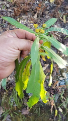 Verbesina perymenioides