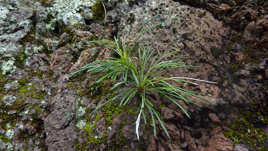 Actiniopteris australis