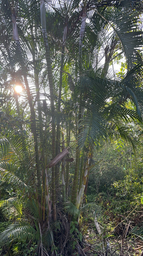 Areca, 2026-02-23