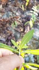 Verbesina perymenioides