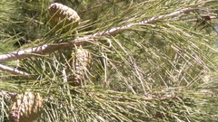 Pinus brutia eldarica