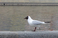 Chroicocephalus ridibundus