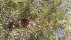 Pinus brutia eldarica