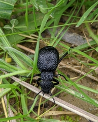 Tenebrionoidea