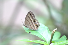 Cissia proba