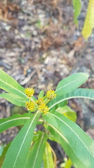 Verbesina perymenioides