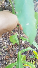 Verbesina perymenioides