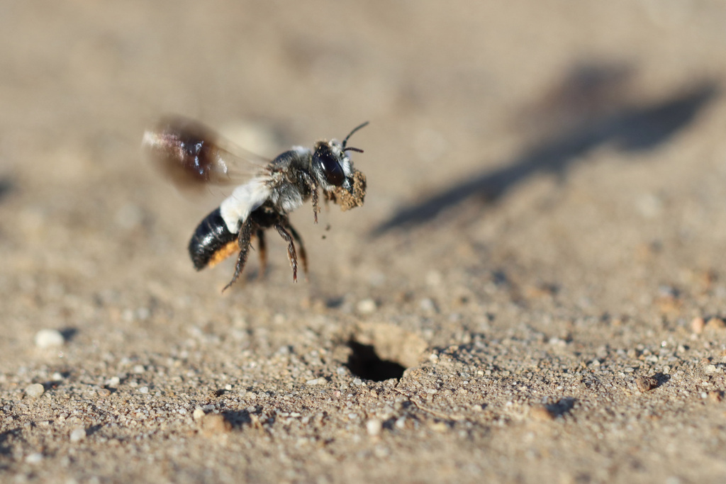 Megachile nasicornis