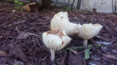 Basidiomycota