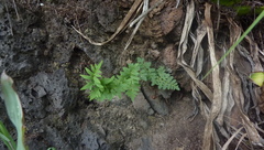 Cheilanthes viridis viridis