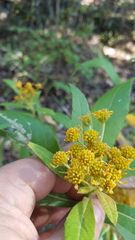 Verbesina perymenioides