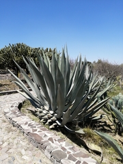 Agave americana