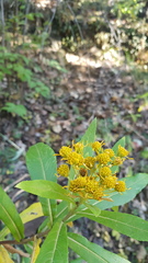 Verbesina perymenioides