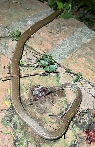 Boddaert's Tropical Racer