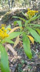 Verbesina perymenioides
