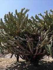 Myrtillocactus geometrizans