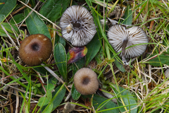 Entoloma caesiocinctum