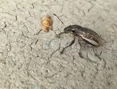 Naupactus leucoloma