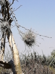 Tillandsia recurvata