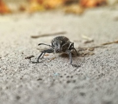 Naupactus leucoloma