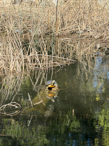 Red-eared Slider