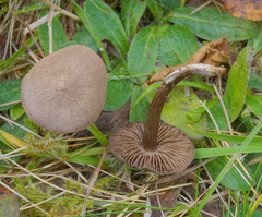Entoloma jubatum