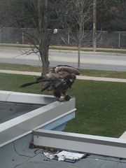 Haliaeetus leucocephalus