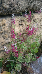 Fumaria capreolata capreolata