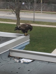 Haliaeetus leucocephalus