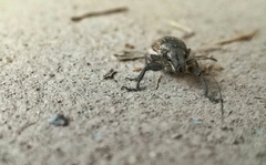 Naupactus leucoloma