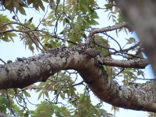 iNaturalist image