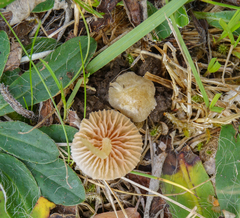 Entoloma sericellum