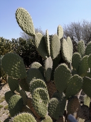 Opuntia lasiacantha