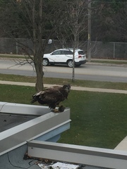 Haliaeetus leucocephalus